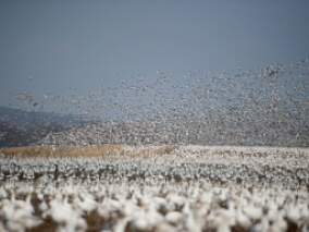 Grid Seagulls
