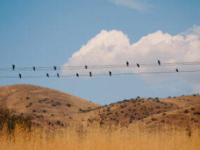Grid Wires